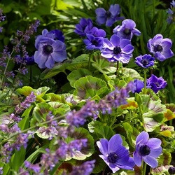 Traditional blue garden, Blue spring flowers, grape hyacinths, Muscari, Scilla siberica, Anemone blanda, Iris reticulata, alliums, Grecian Windflowers